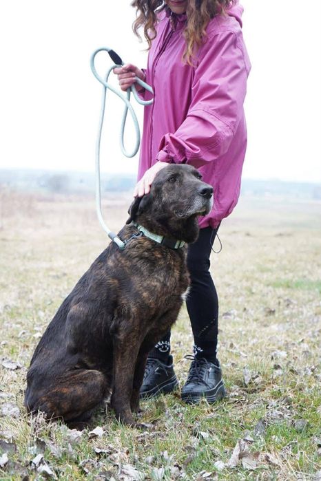 Cudowna suczma poleca sie do adopcji