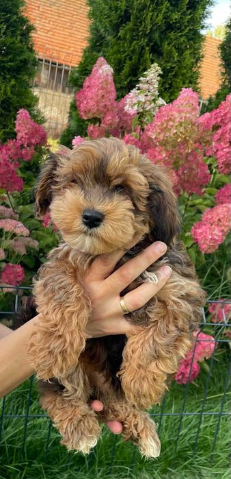 Hawapoo/Maltipoo niesamowita sunia o imieniu Helena