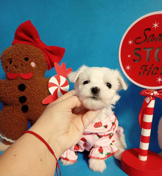 Sunia maltipoo piękna malutka