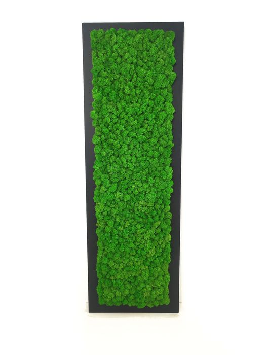 Żywy obraz ściana 3D mech chrobotek