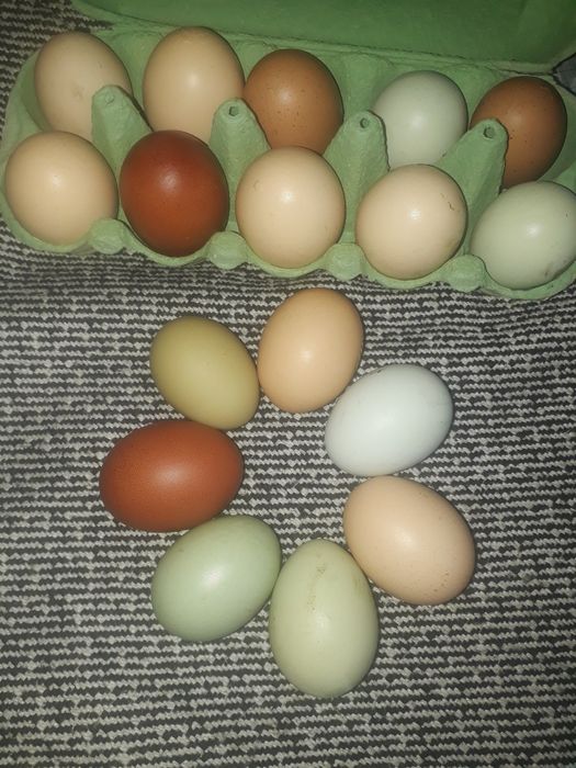 Інкубаційне куряче яйце ( мікс порід ).