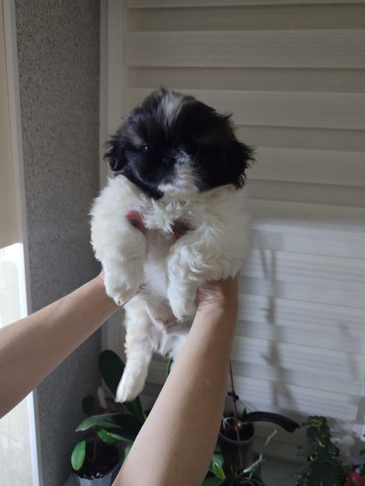 Продам пекінесів