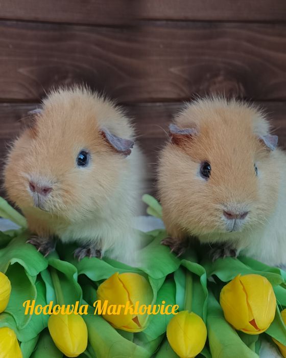 Świnka morska US Teddy ,kawia domowa  gładkowłosa