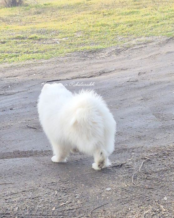 Красота та елегантність в цій красуні Самоеда!