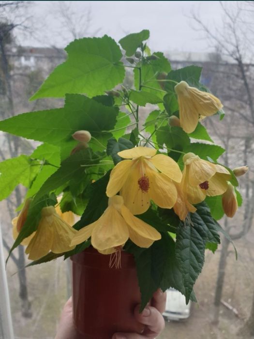 Абутілон Кіш-Міш