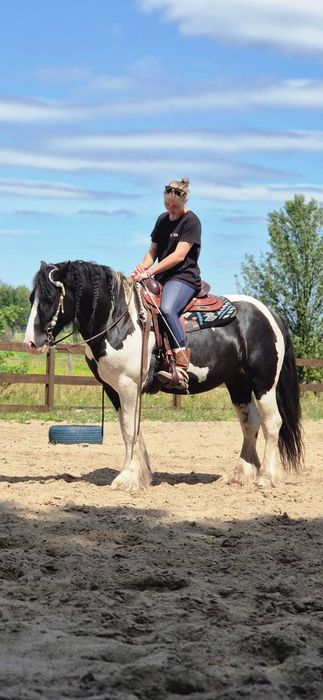 Sprzedam ogierka GRINGO mix kuc szetlandzki  / Irish Cob /Tinker