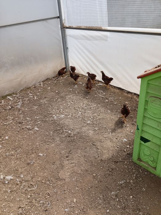 vendo rhode island red