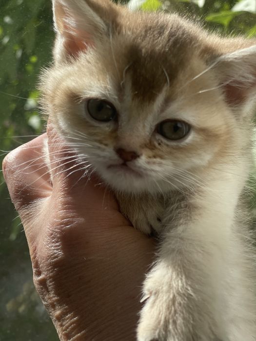 Продам девочку британская золотая шиншилла
