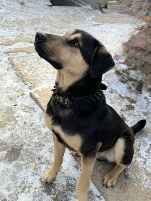 Дві собачки, молоді , щеплені , стерилізація