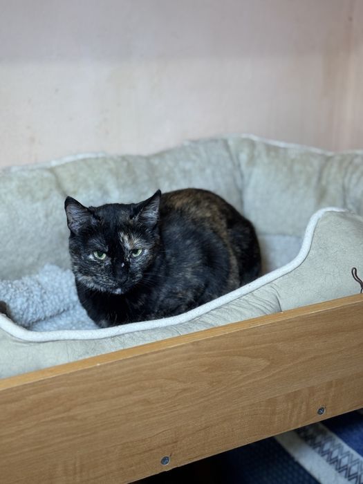 Котейки  в добрые руки