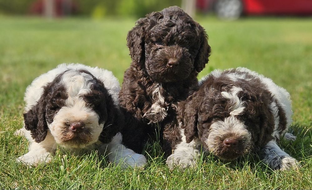 Lagotto romagnolo szczeniaki