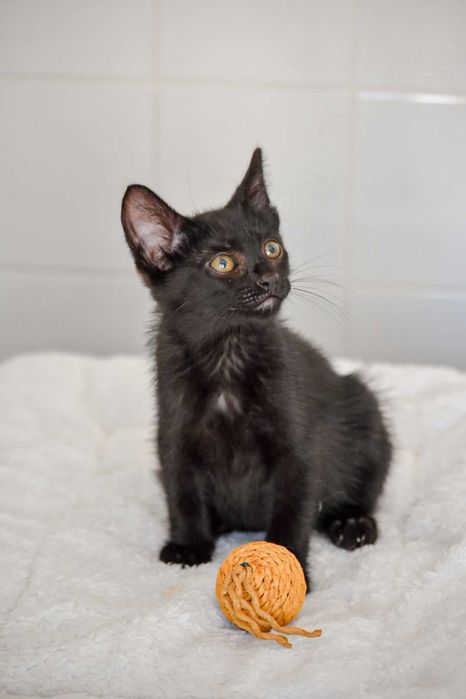 Gatinho bebé muito meigo para ADOÇÃO