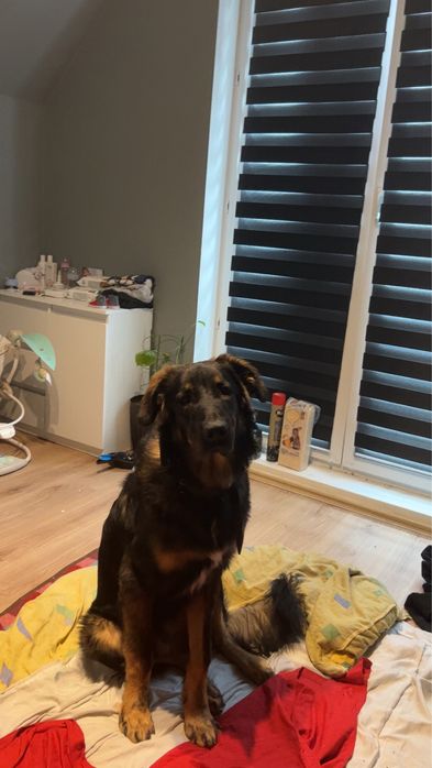 oddam pieska za darmo.