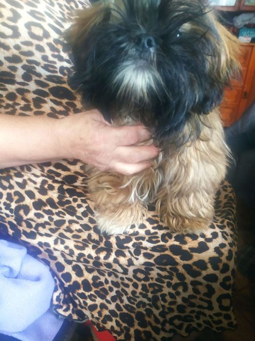 Срочно! Щенок породы ши-тцу