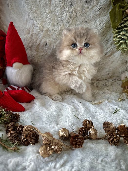 Золота блакитна шиншила кішечка голуба