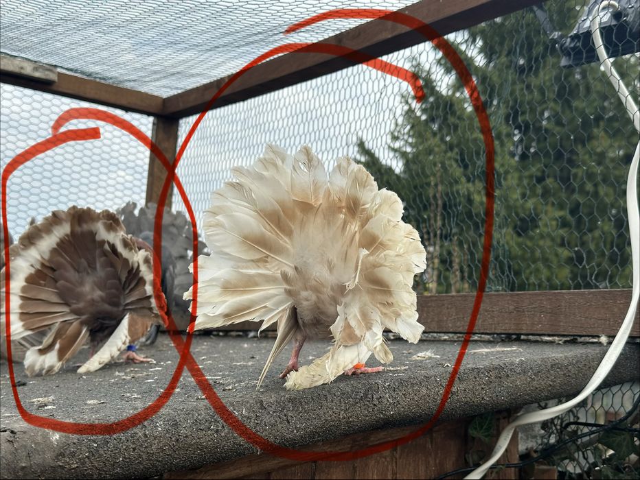 Dwie samice pawika na lęcie