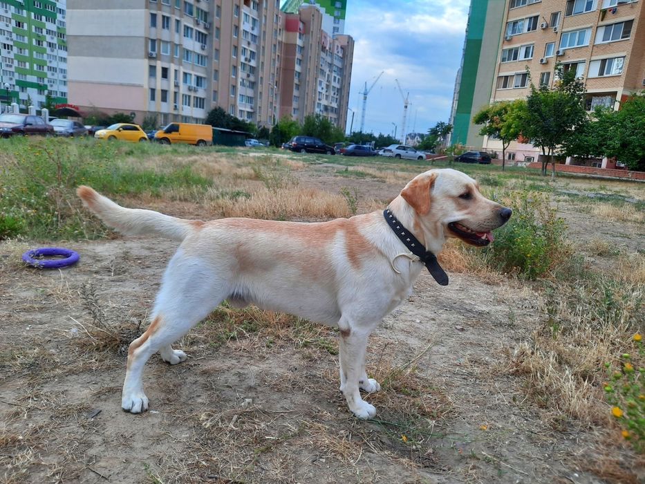 Предлагаю Вязка кабель