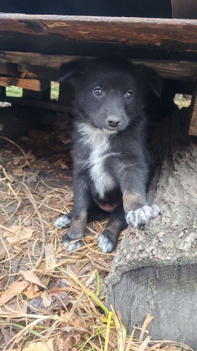 Подарю щенков, есть выбор