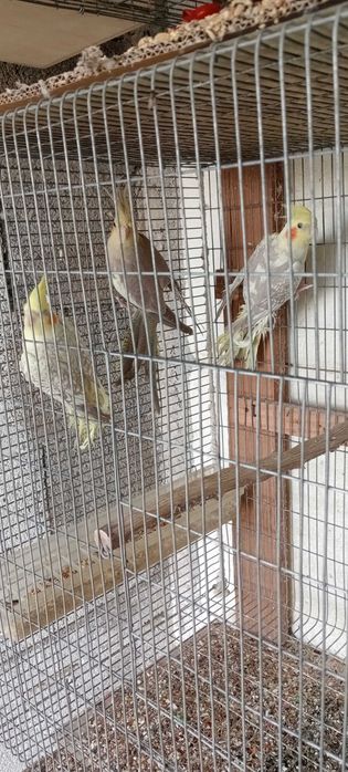Caturras deste ano para troca