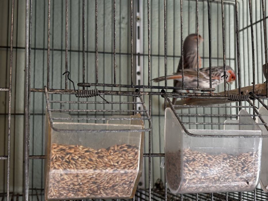 Canários topázii mosaico/vermelho e amarelo