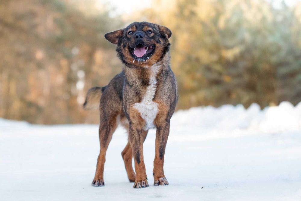 BENIO - mały wesoły psiak poleca się do pokochania