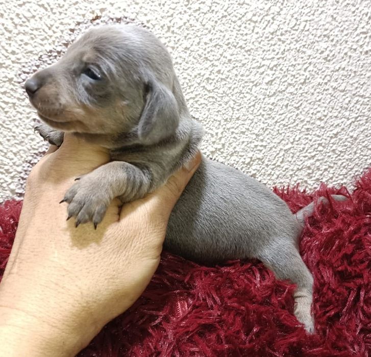 Fêmea teckel mini azul tan