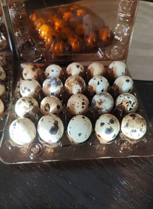Інкубаційне яйце
