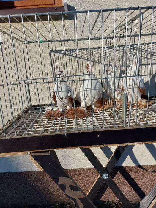 Gołębie ozdobne widyn, mewki mazowieckie,  mewka