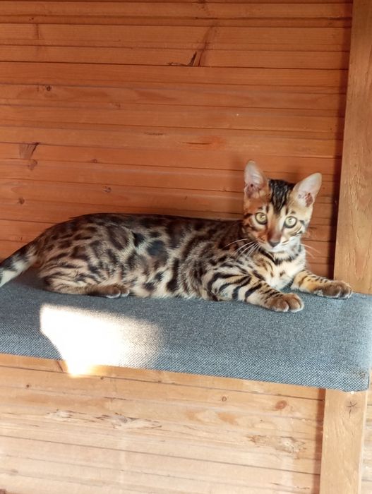 Kotek bengalski samiec gotowy do odbioru