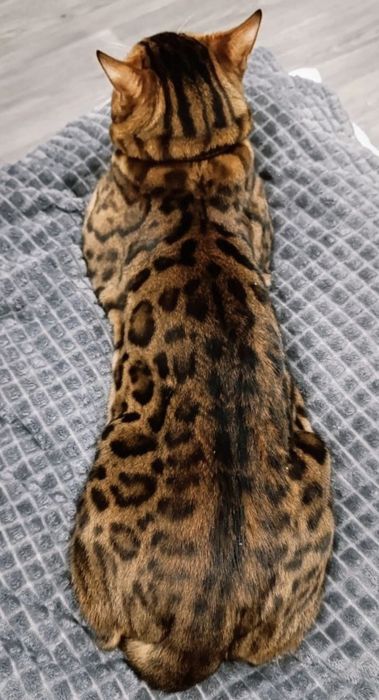 В'язка Бенгальський кіт в'язка Бенгал