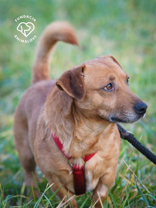 Cudowny i radosny mały psiak w typie jamnika