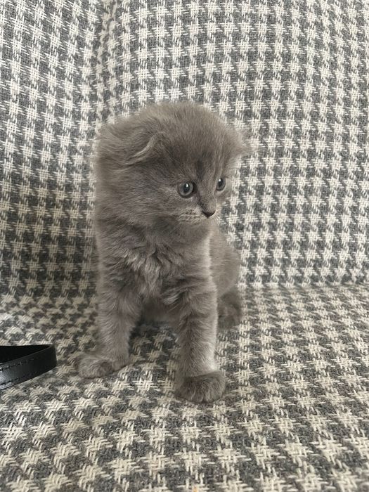 Кицька висловуха шотландської породи