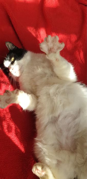 Edek - kocurek do adopcji!