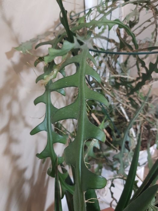 Лесные кактусы - срезы селенцериуса Антония,марниеры