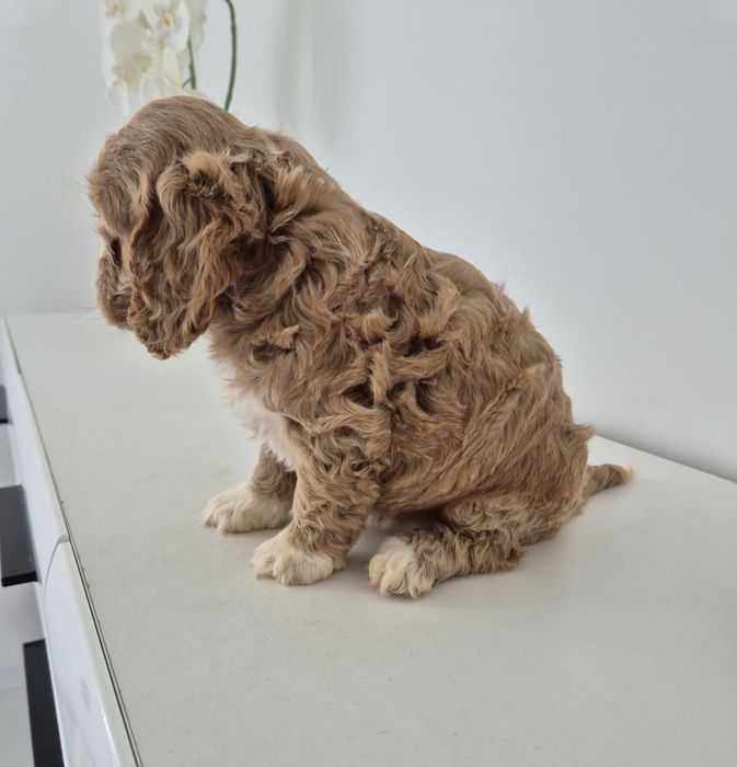 Suczka Cockapoo f1 Cocker spaniel- Pudel