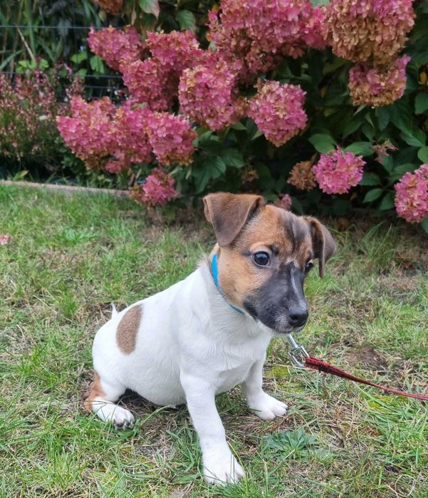 Jack Russell Terrier suczka