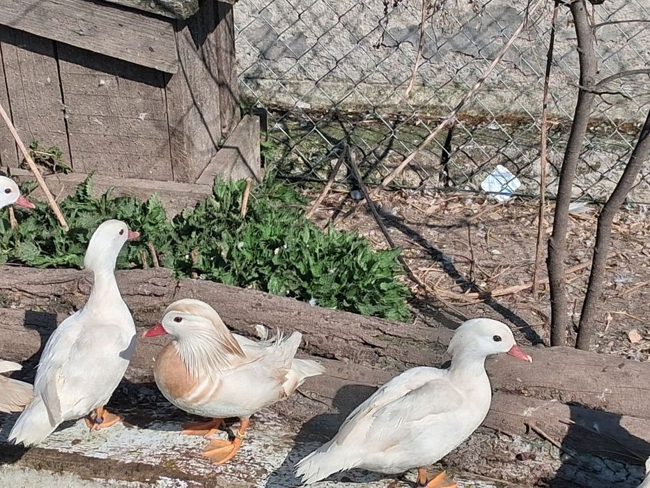 Mandarynki jajka legowe