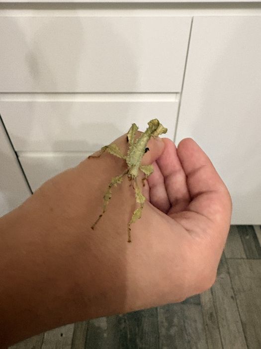 Straszyki australijskie nie wysylam
