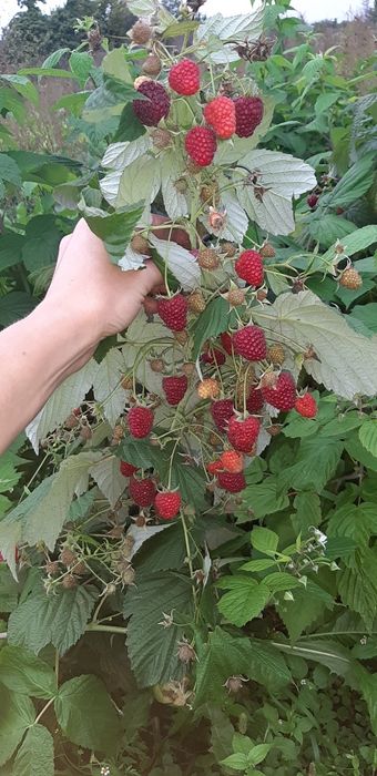 Продам саджанці малини