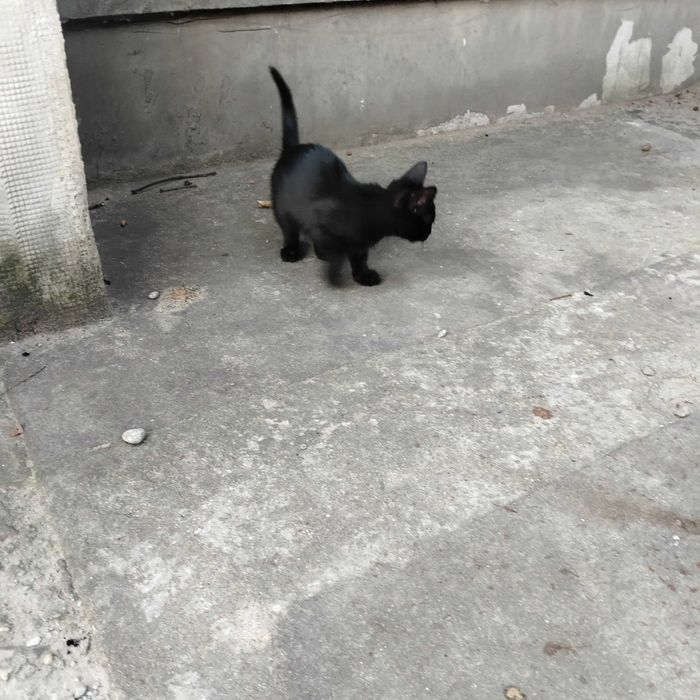 Koty do oddania.