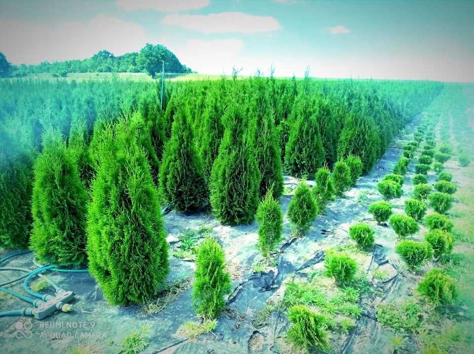 Tuja szmaragd, tuje 70-80cm PROMOCJA