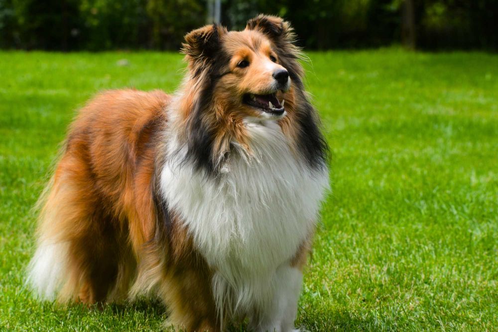 Owczarek Szetlandzki Sheltie ZKwP/FCI - Suczka