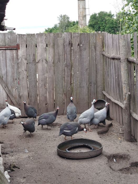 Продам інкубаційне яйце цесарки