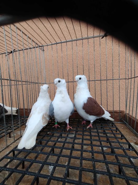 Mewa samczyki z 25 roku