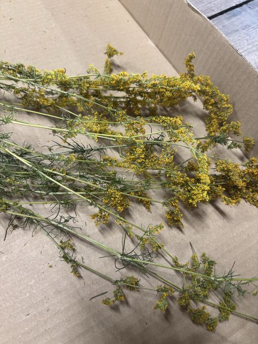 Przytulia właściwa 30g