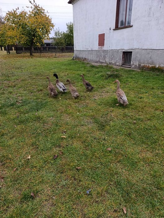 Kaczki biegus kaczor i kaczki