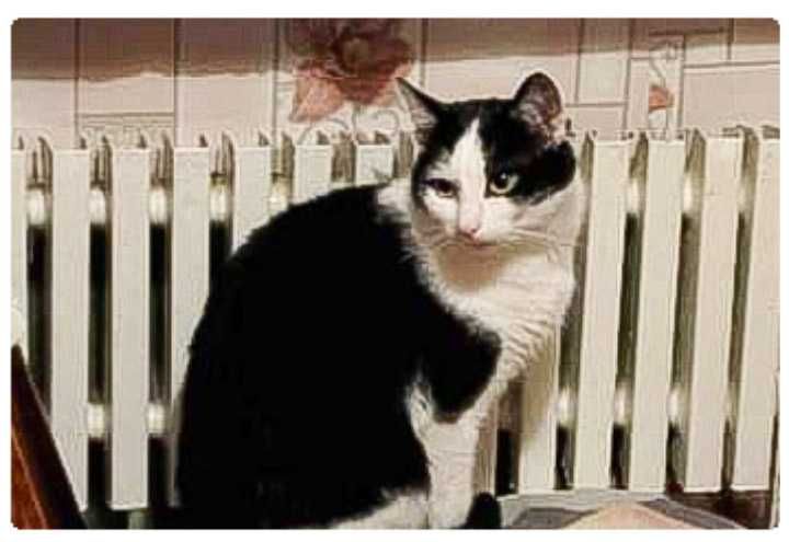 Загубився КІТ. Шукаю Котика.