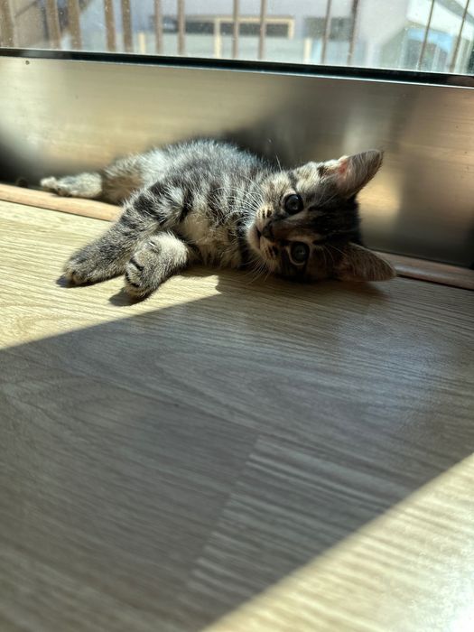 Gatinho bebé para adotar