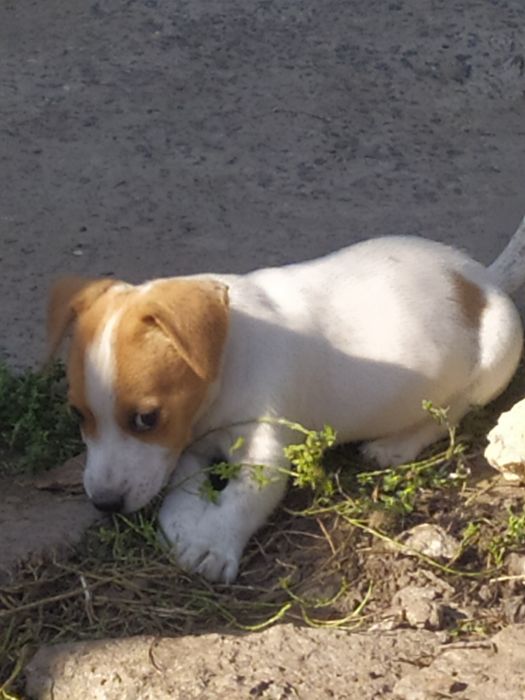 Джек Рассел тер'єр