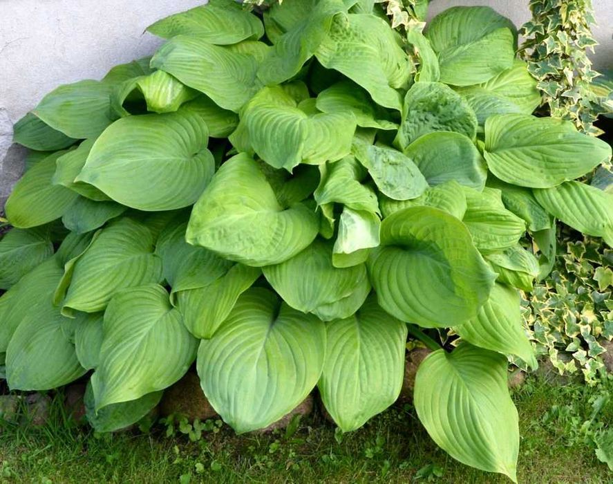 Funkia Hosta 'Piedmont Gold' 008